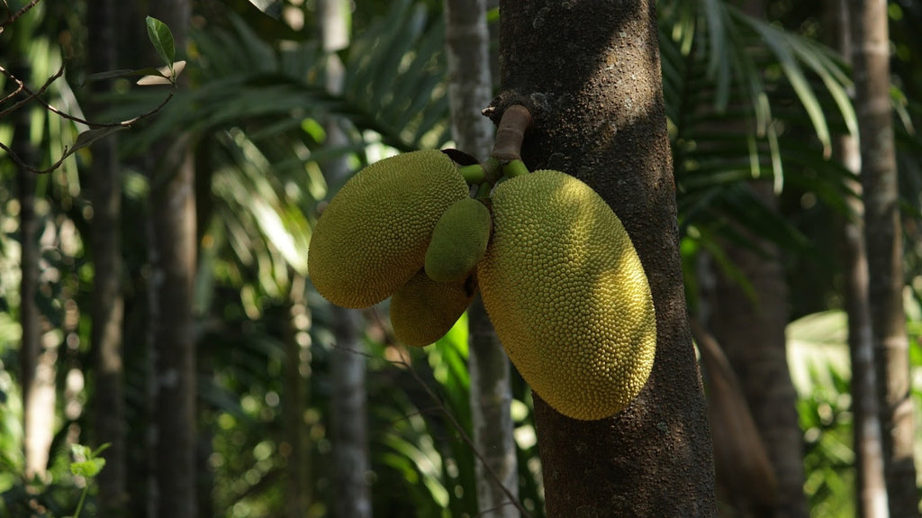 Jackfruit