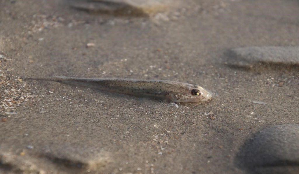 Tadpoles