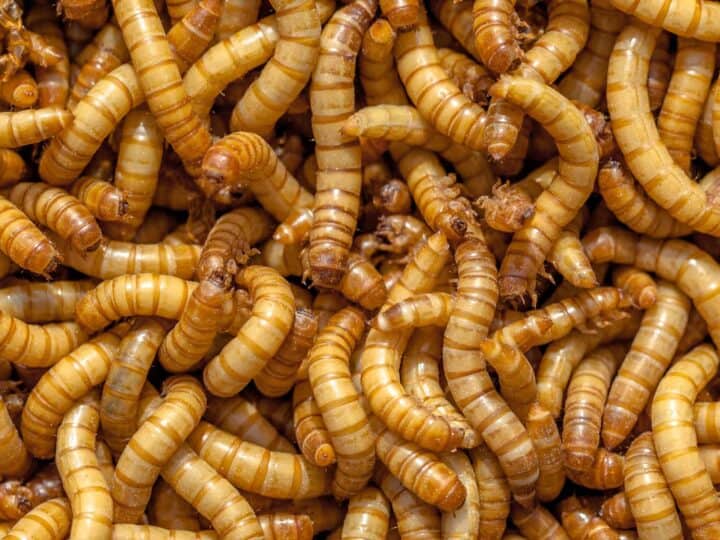 Mealworms