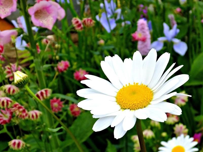 Daisies