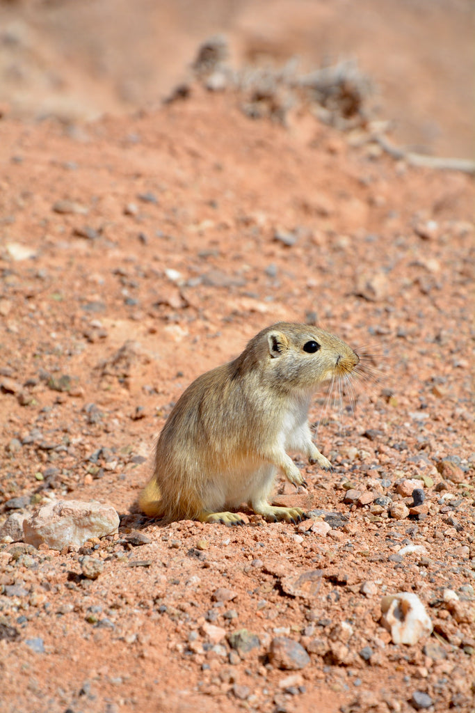 Gerbils