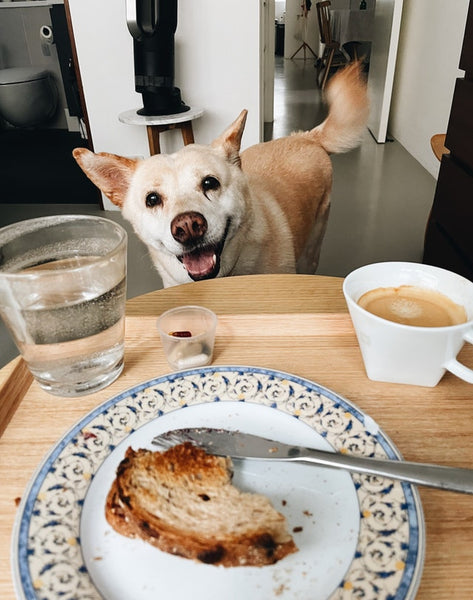 Dog and bread