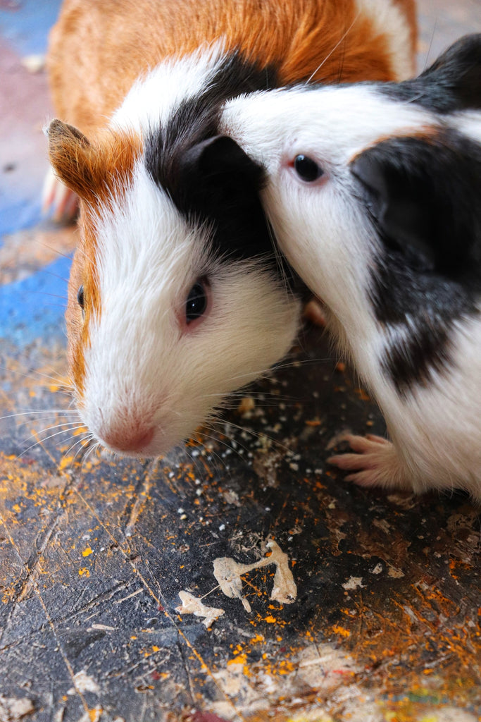 Guinea Pigs