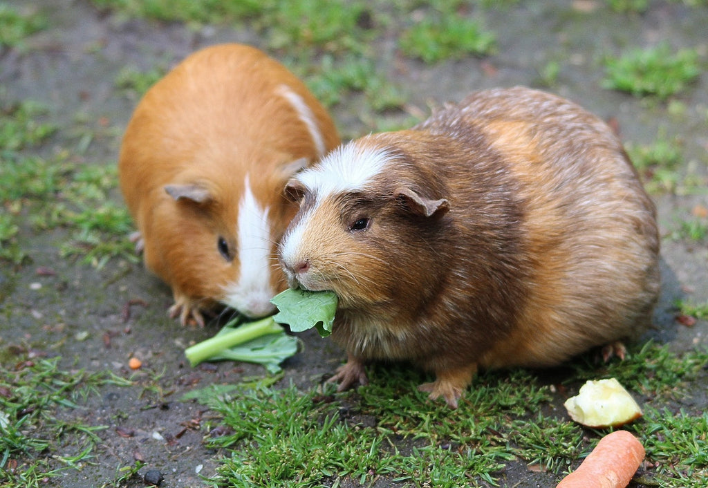 Guinea Pigs