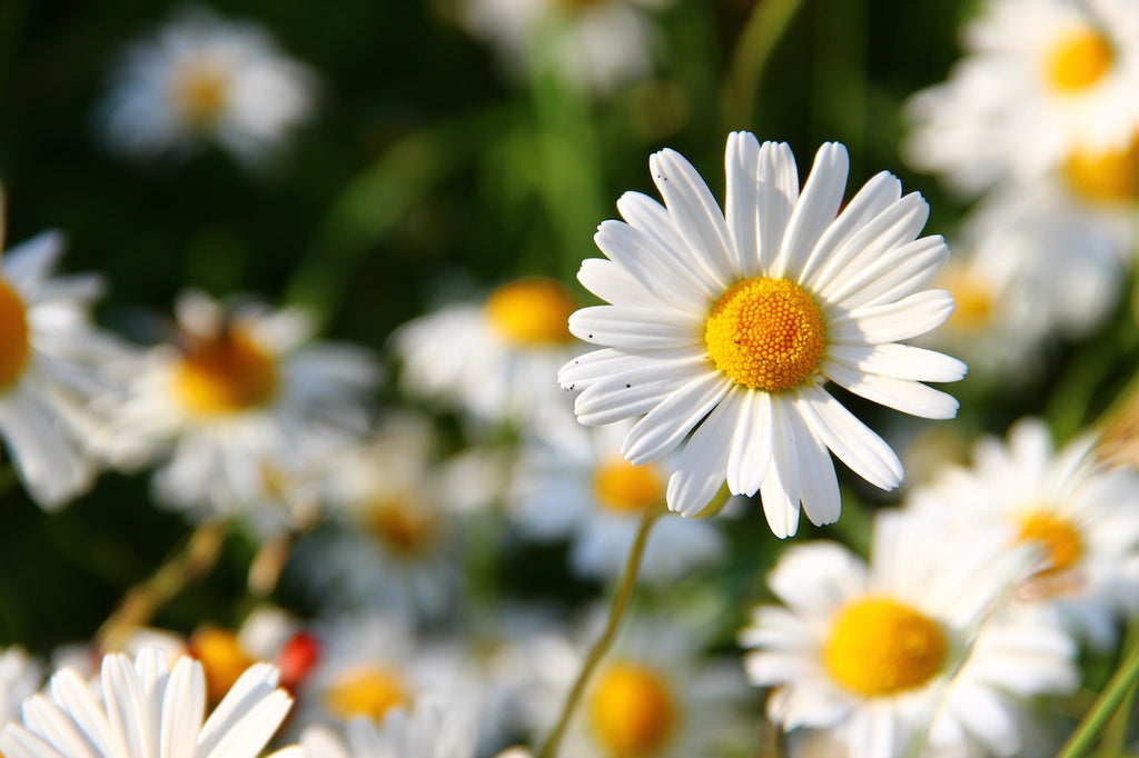 Daisies