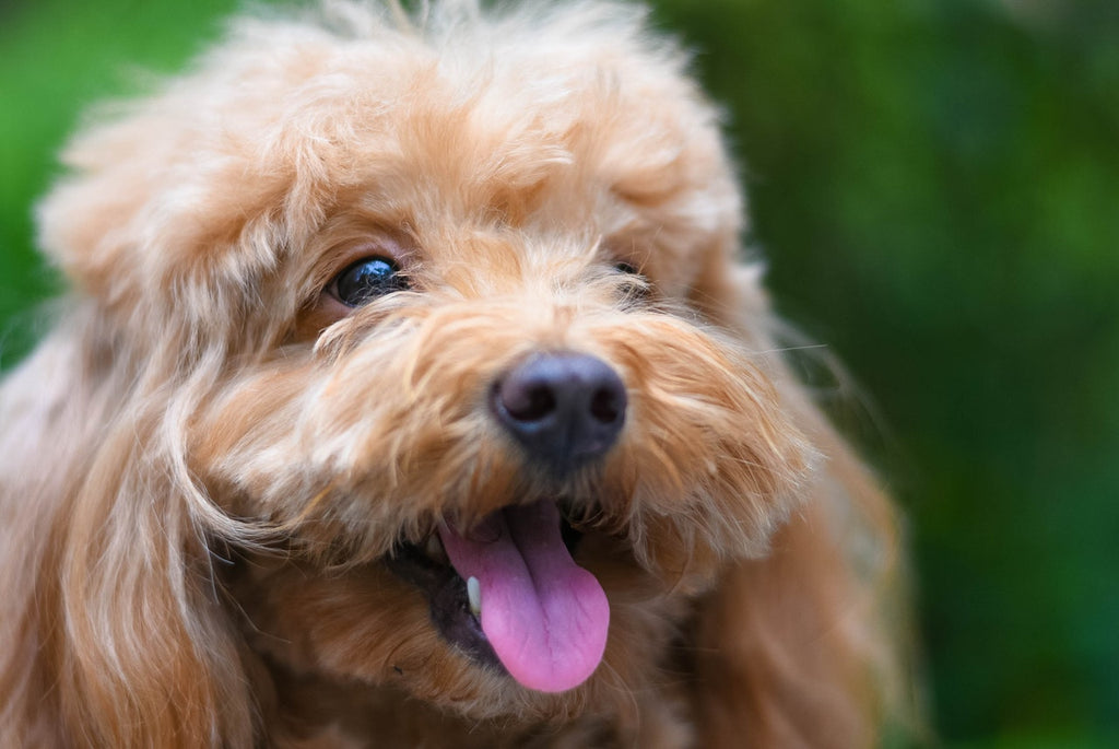 Dog with plenty fur