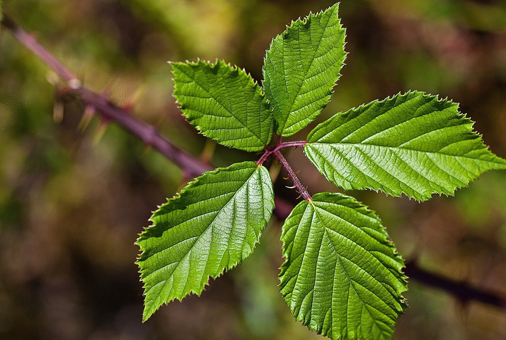 blackberry bushes