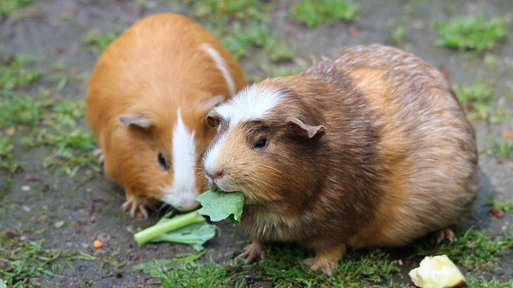 Guinea Pigs