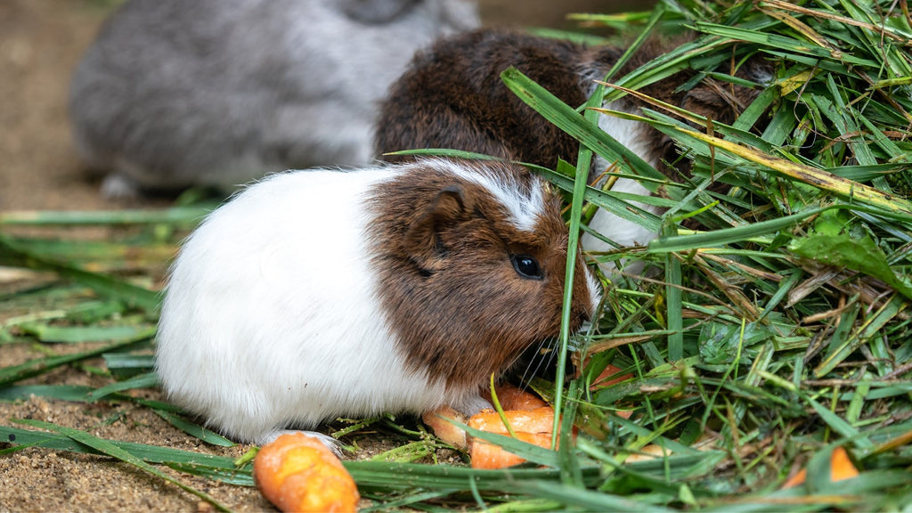 Guinea Pigs