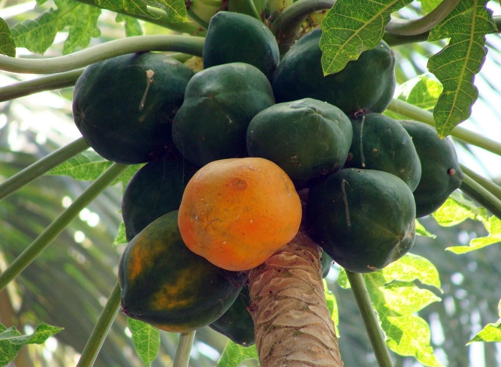  Papaya