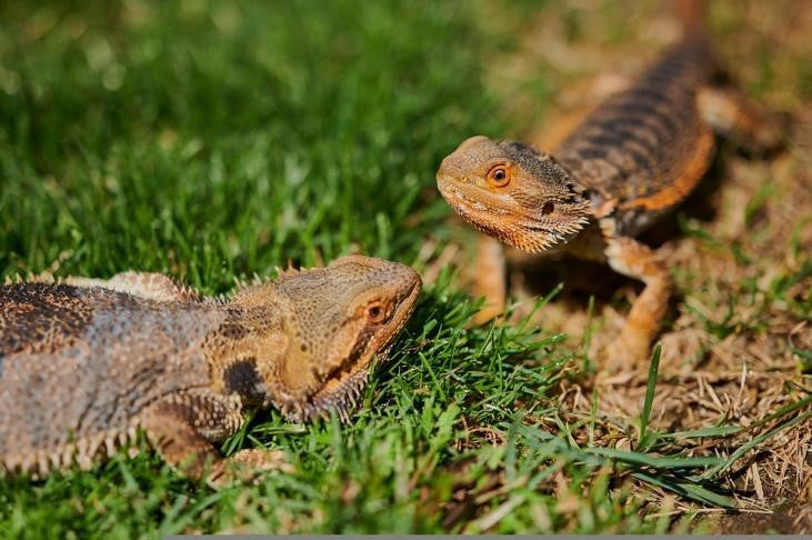 BEARDED DRAGONS