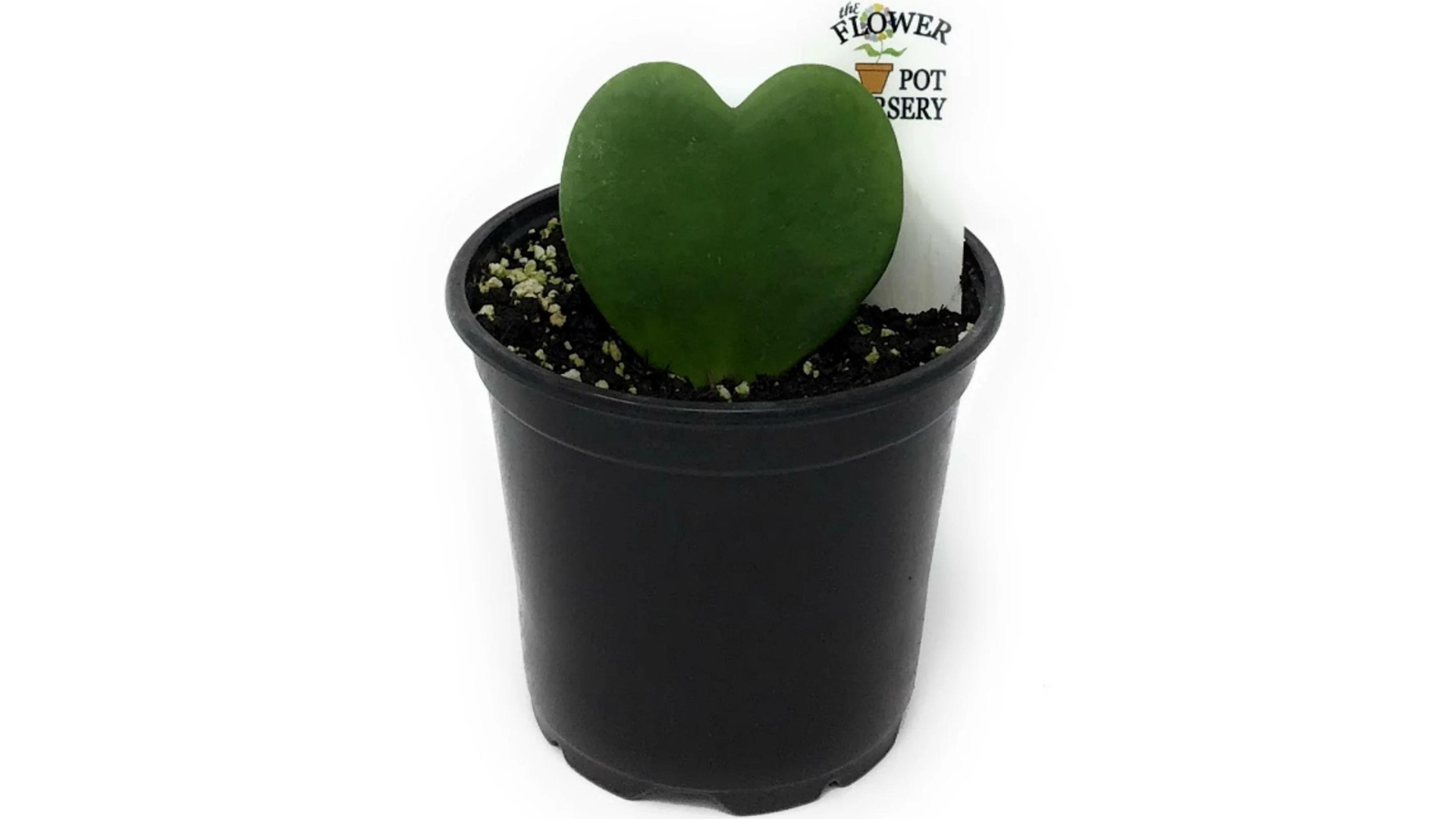 The Heart Plant