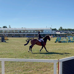 A show horse in the arena