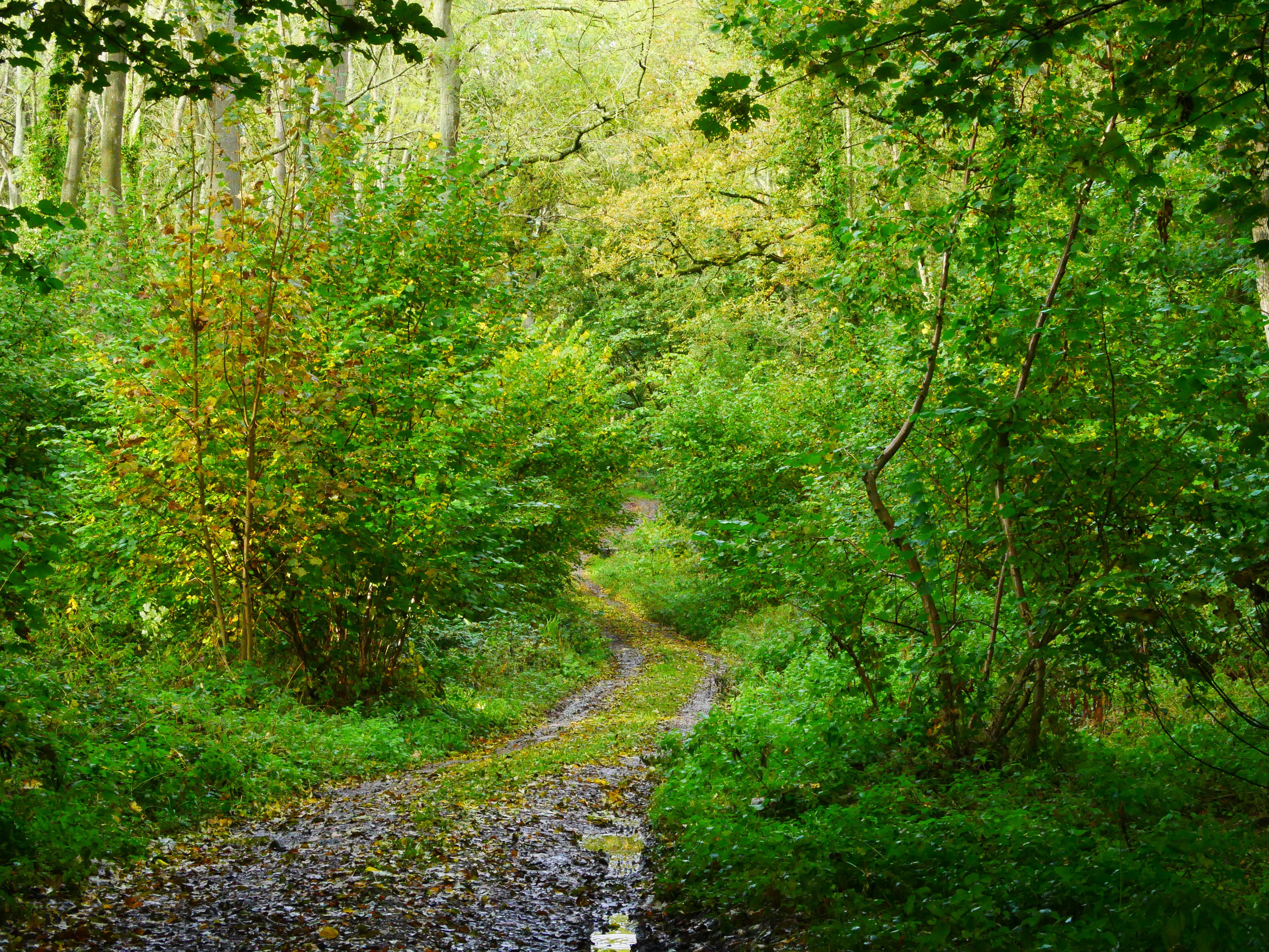 Bushcraft Courses - Pippin & Gile