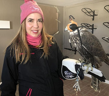 falcon and birds of prey class as a experience gift