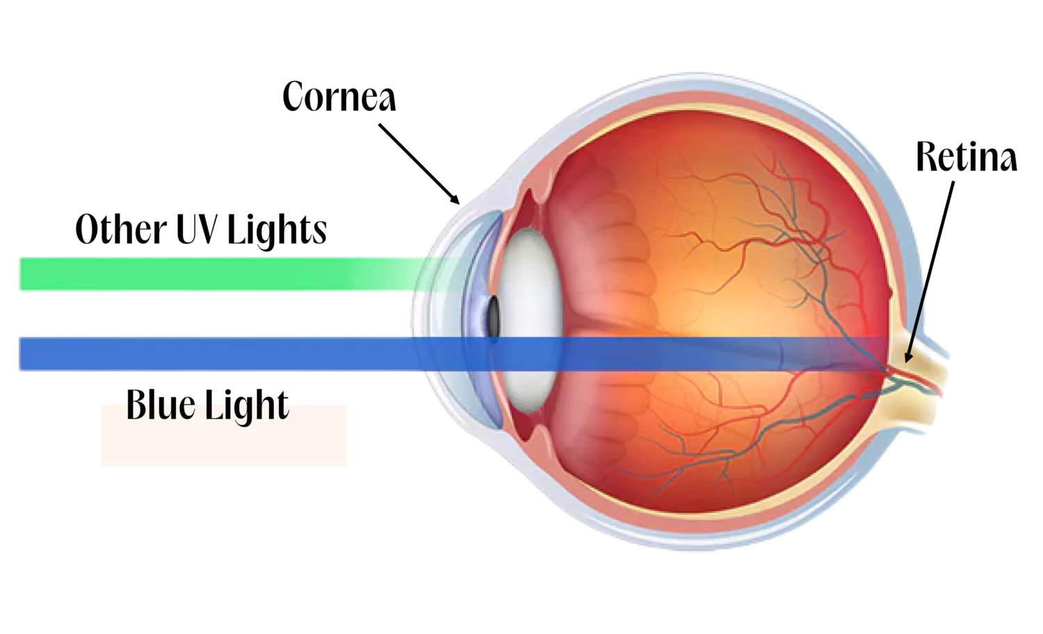 Diagram of human eye anatomy with labeled blue light passing through.
