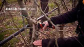 Olive tree pruning video