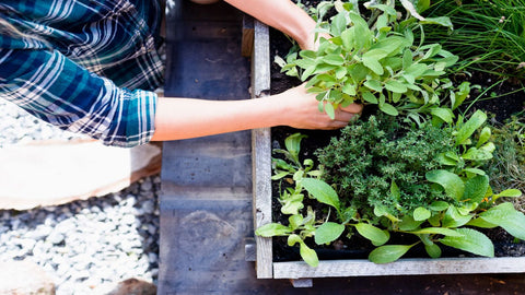 Good Accessibility Raised Beds