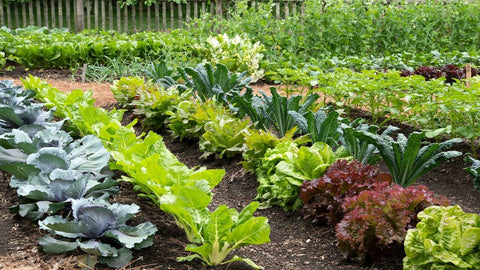 Benefits of In-Ground Gardens