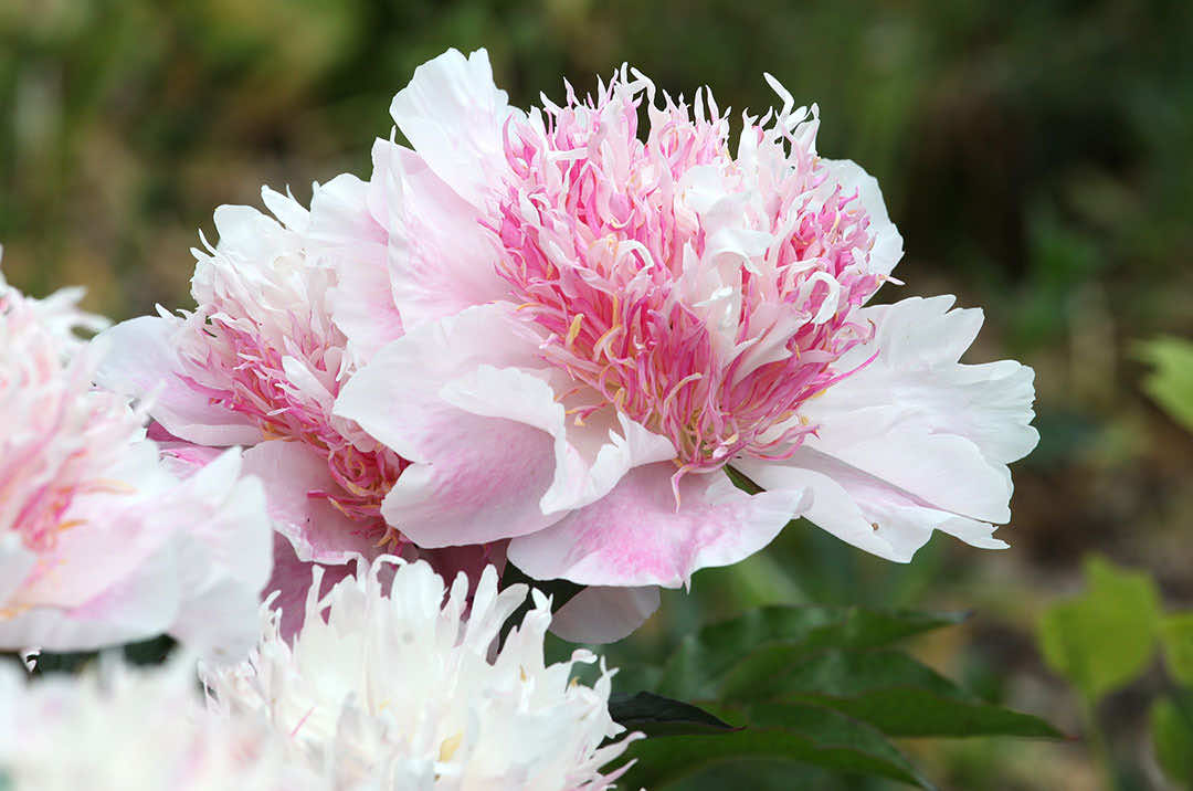 Peony Flower Do Tell