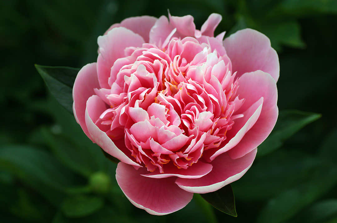 Peony Flower Etched Salmon