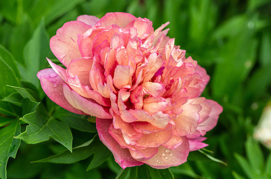 Peony Flower Hillary