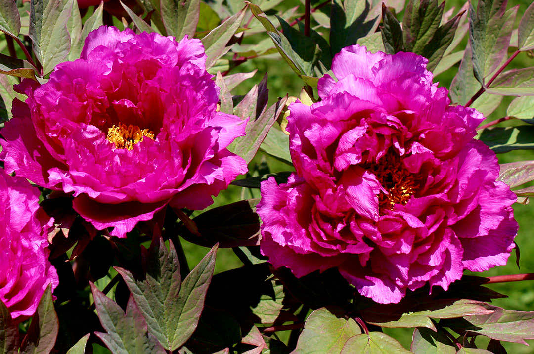 Peony Flower Inspecteur Lavergne