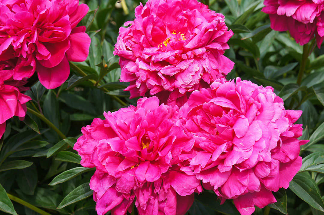 Peony Flower Kansas