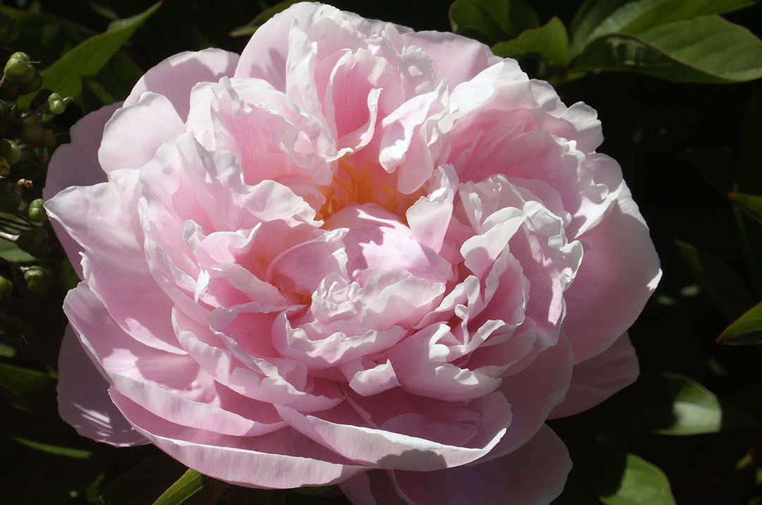 Peony Flower Lady Alexandra Duff