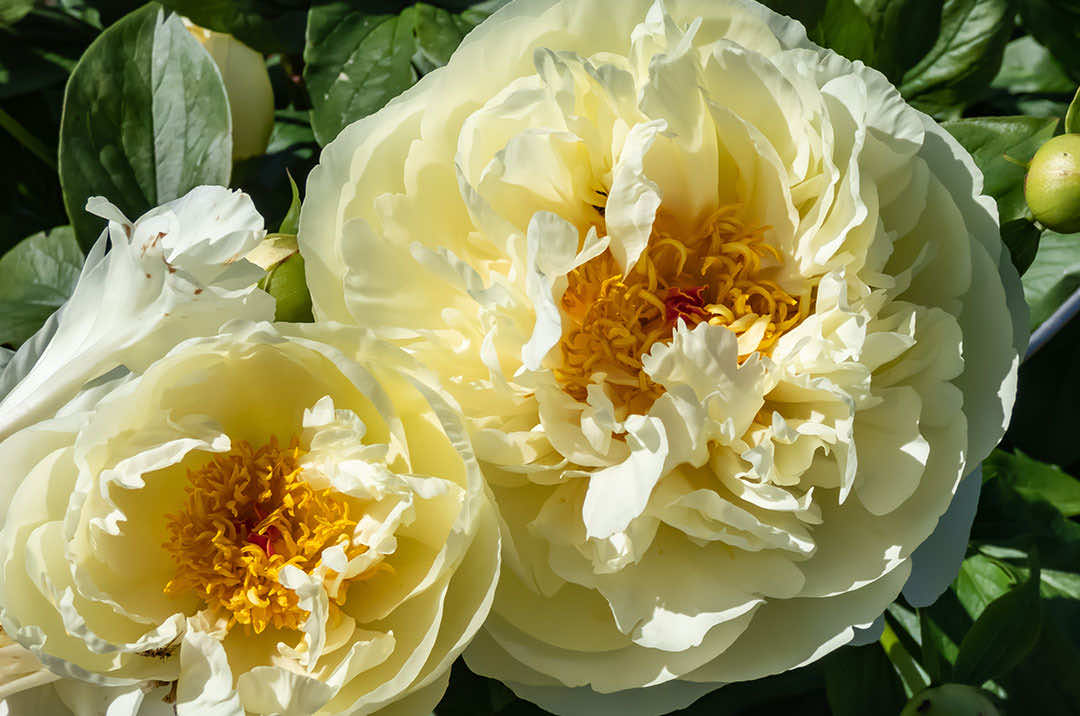 Peony Flower Lemon Chiffon