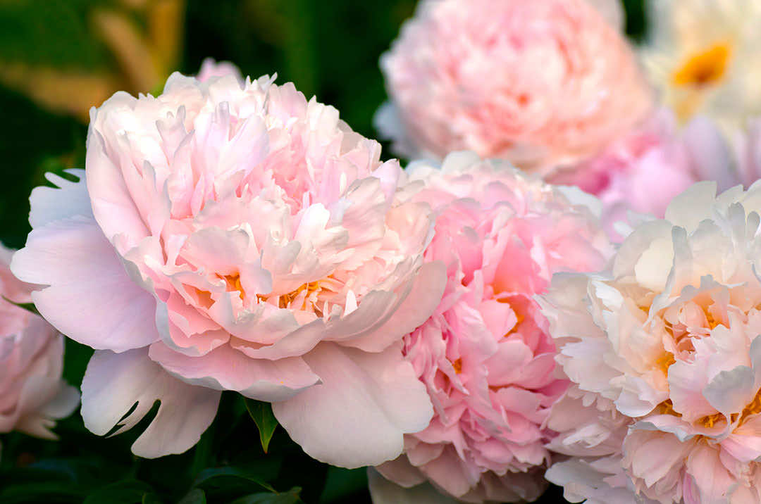 Peony Flower Pillow Talk