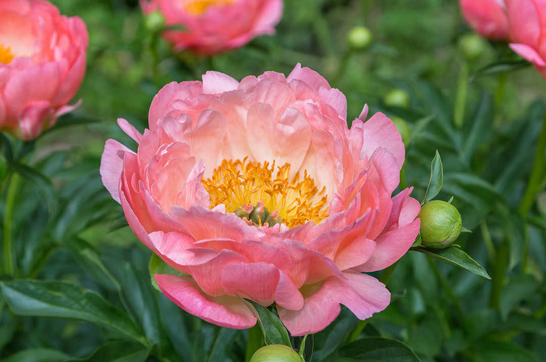 Peony Flower Pink Hawaiian Coral