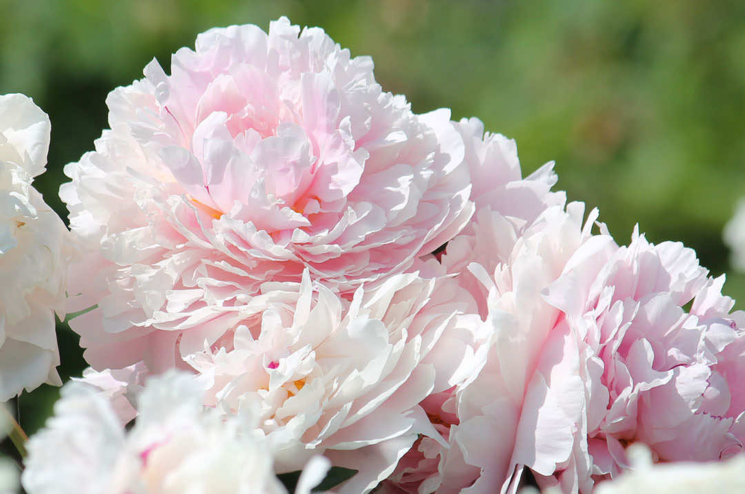 Peony Flower Reine Hortense