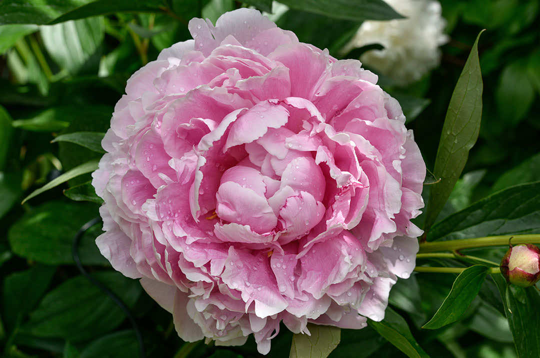 Peony Flower Sarah Bernhardt