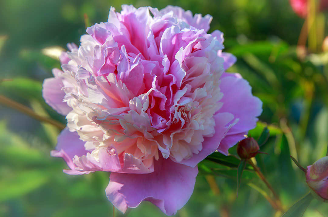 Peony Flower Sorbet