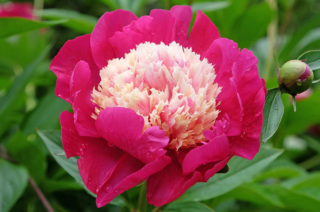 Peony Flower White Cap