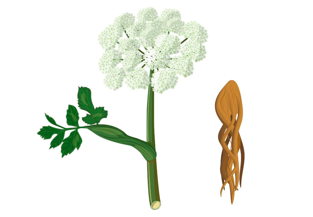 Angelica sinensis, archangelica, dong quai, ginseng femelle