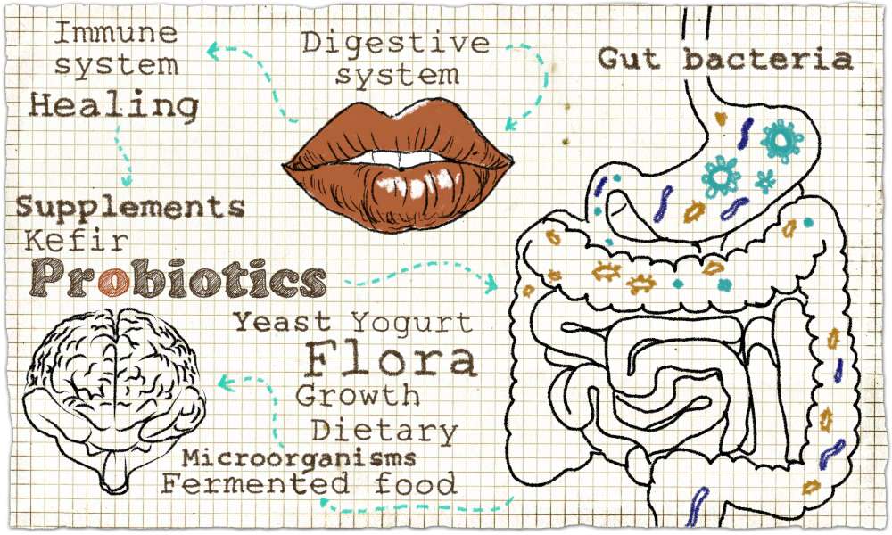 Probiotiques [Le guide définitif]