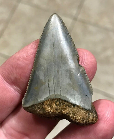 Great White Shark Teeth 2