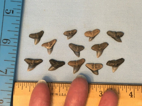 Hammerhead Shark Teeth