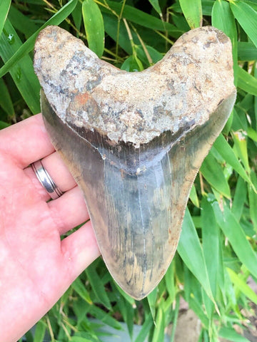 Megalodon Shark Teeth 2