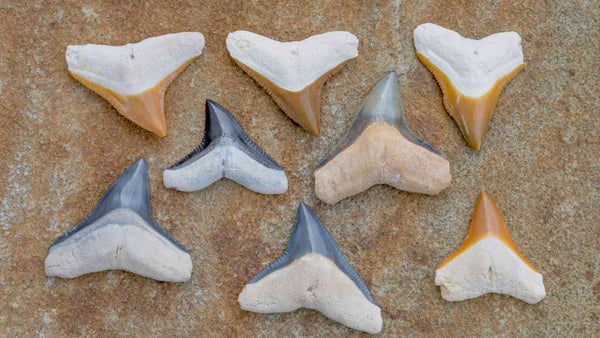 Shark Teeth Fossils