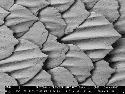 Shark Dermal Denticles