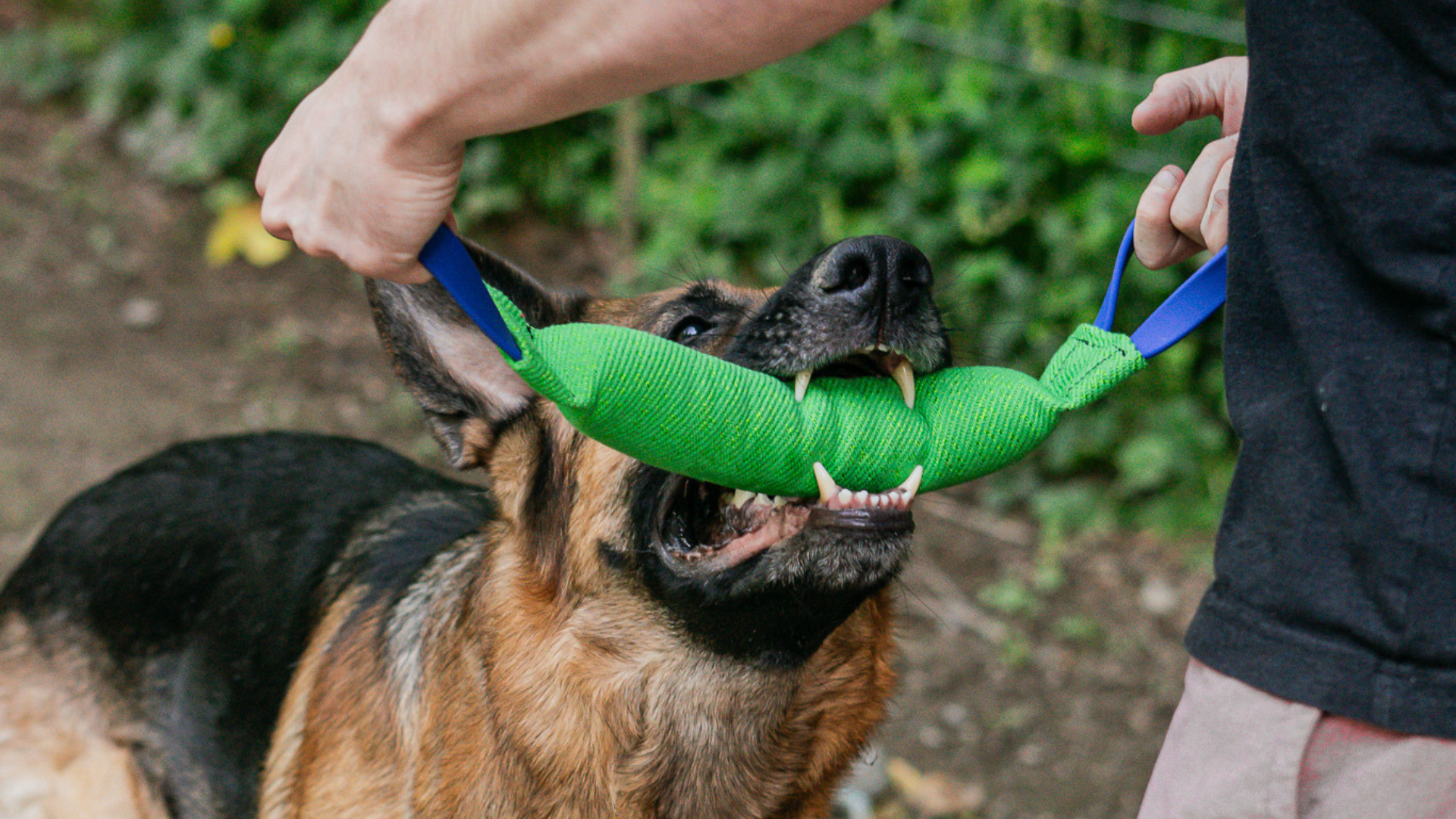 German Shepherd dog playing with a NylCot tug toy.