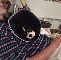 FiBee recovering with Pappy after surgery