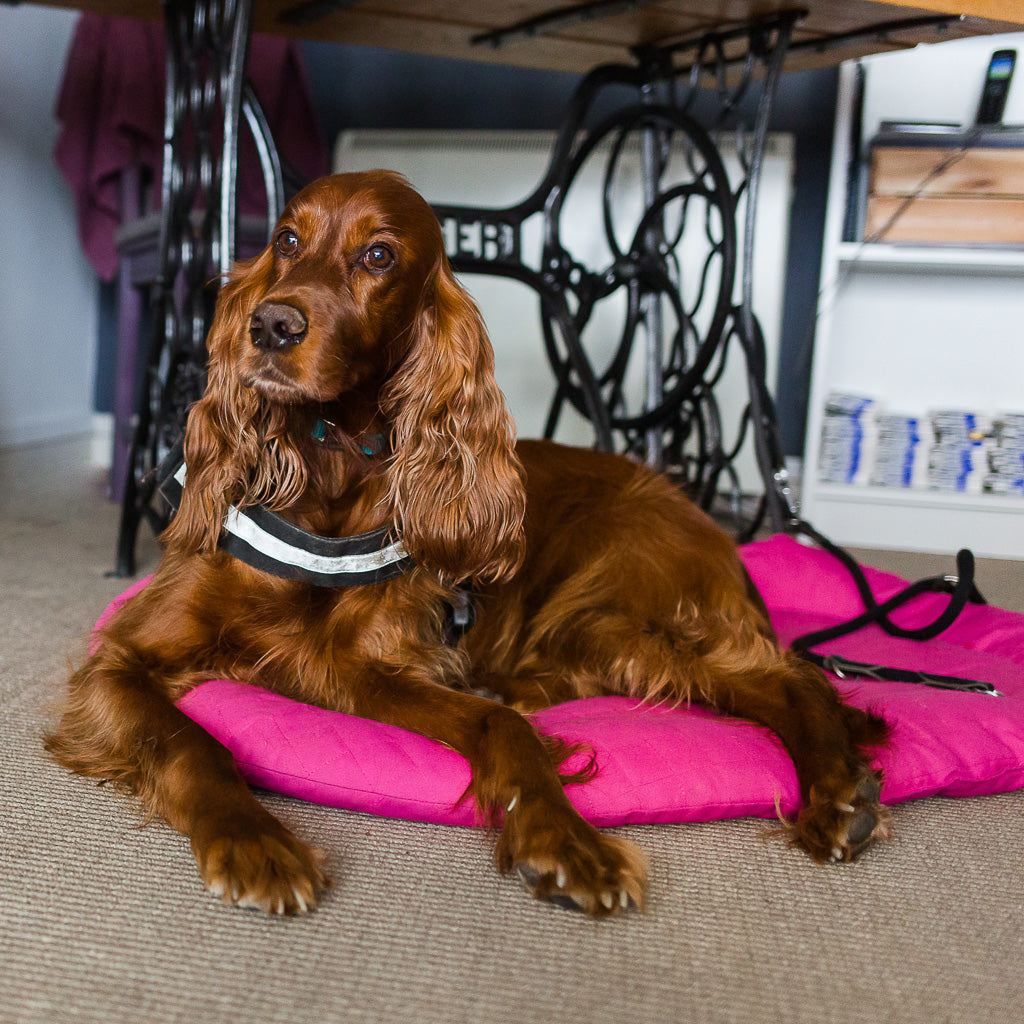 Irish Setter Peaches sitting on her pink bed in the shop
