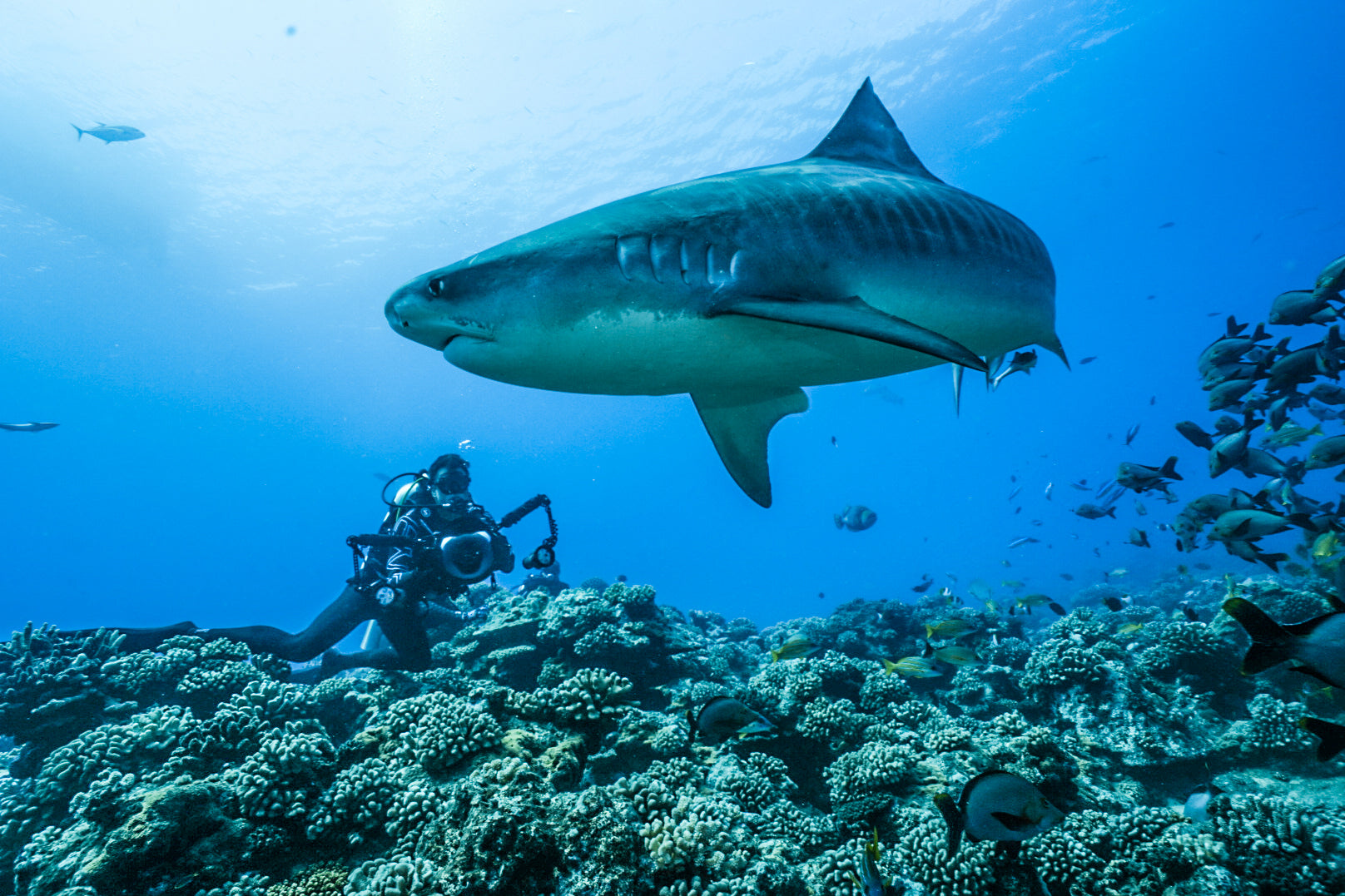 Justin with a Tiger Shark