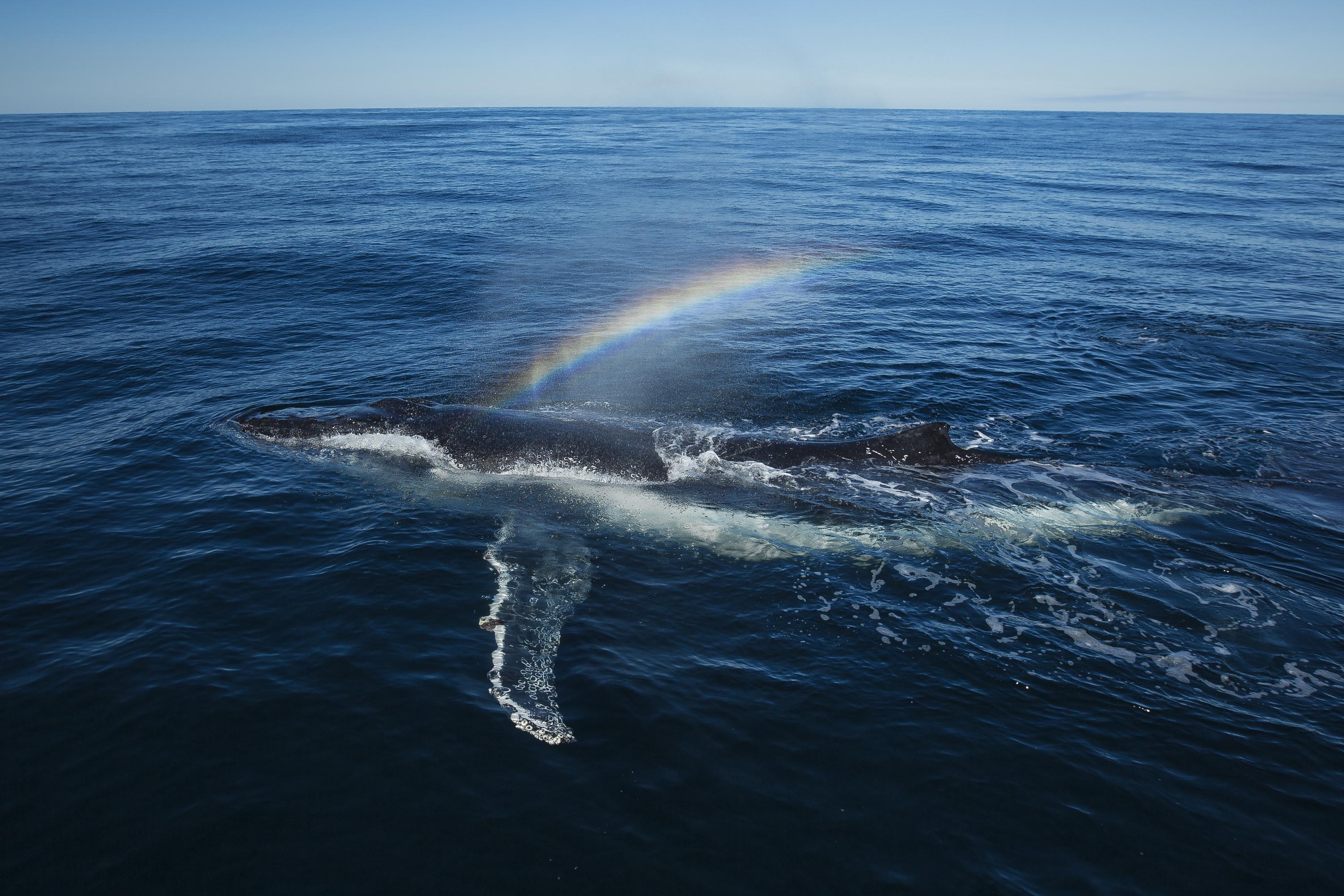 Rainbow Whale