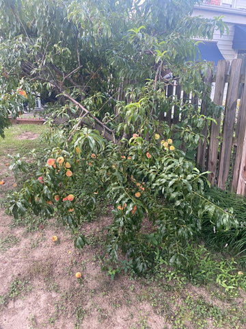 Peach tree heavy with fruit