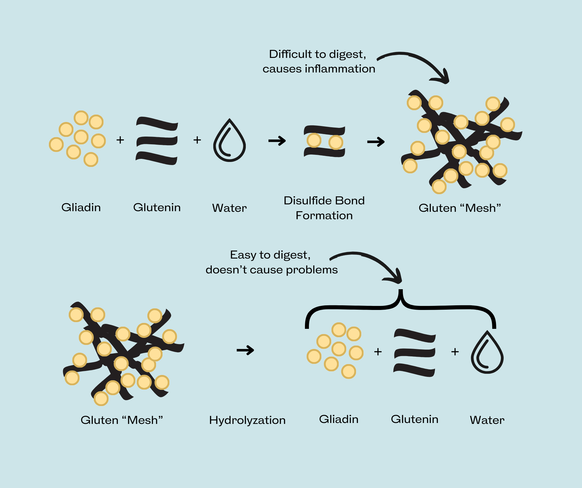 Gluten Hydrolyzatin